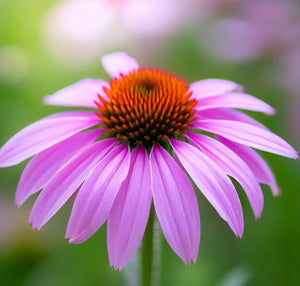 Something about "Echinacea"