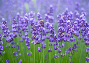 Something about "Lavender"